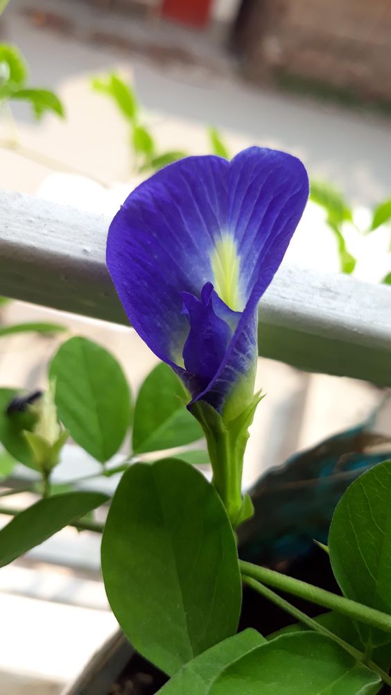 Butterfly Pea