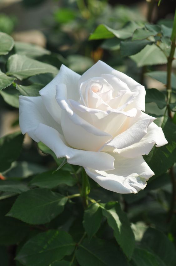 Our Roses
